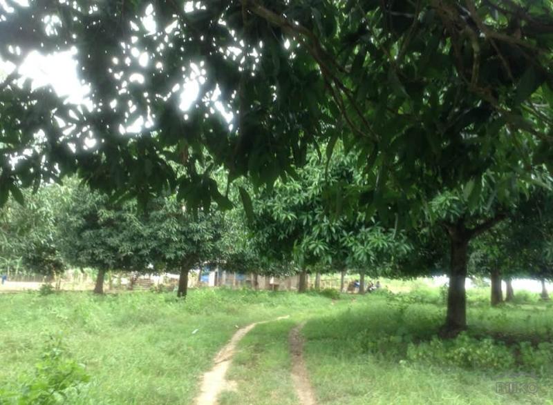 Land and Farm for sale in Ubay - image 10