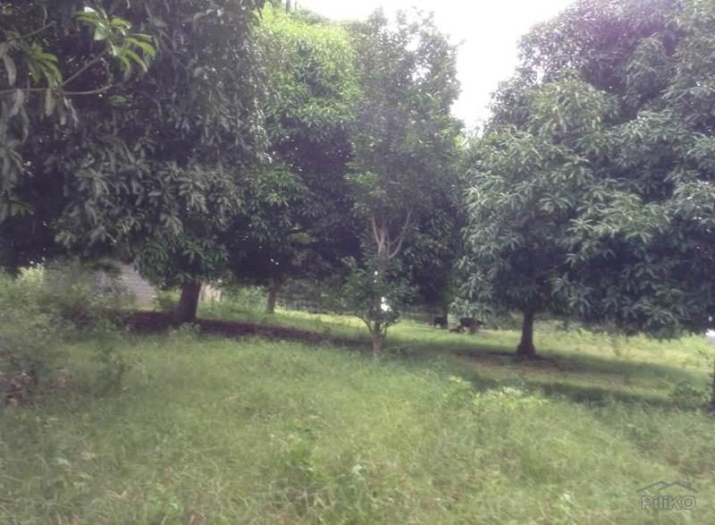 Picture of Land and Farm for sale in Ubay