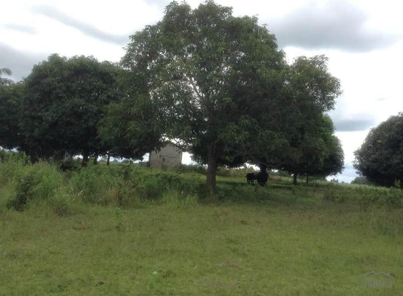 Land and Farm for sale in Ubay - image 2