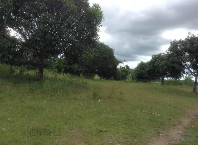 Land and Farm for sale in Ubay in Bohol