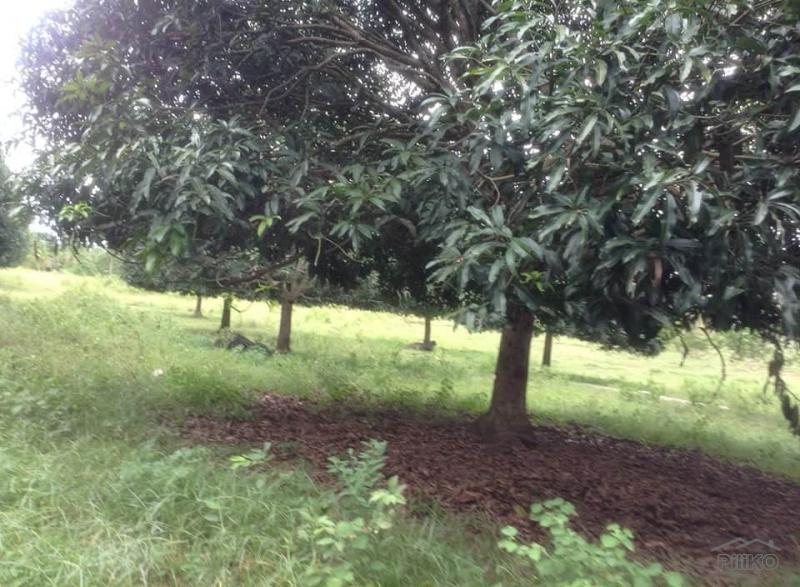 Land and Farm for sale in Ubay - image 4