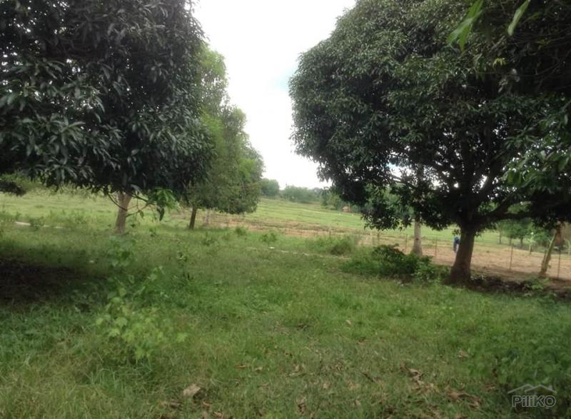 Land and Farm for sale in Ubay - image 5