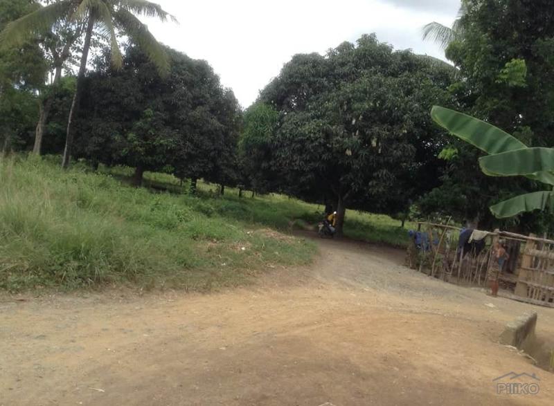 Land and Farm for sale in Ubay - image 6