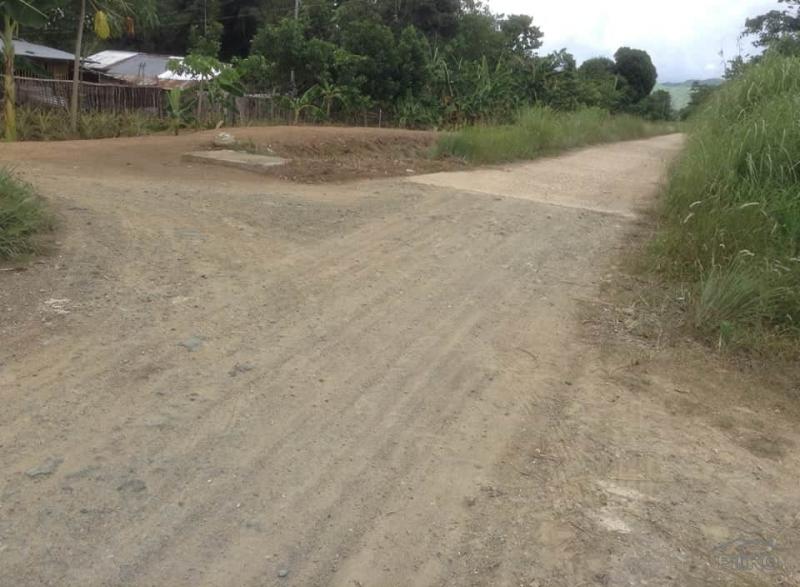 Land and Farm for sale in Ubay in Philippines - image