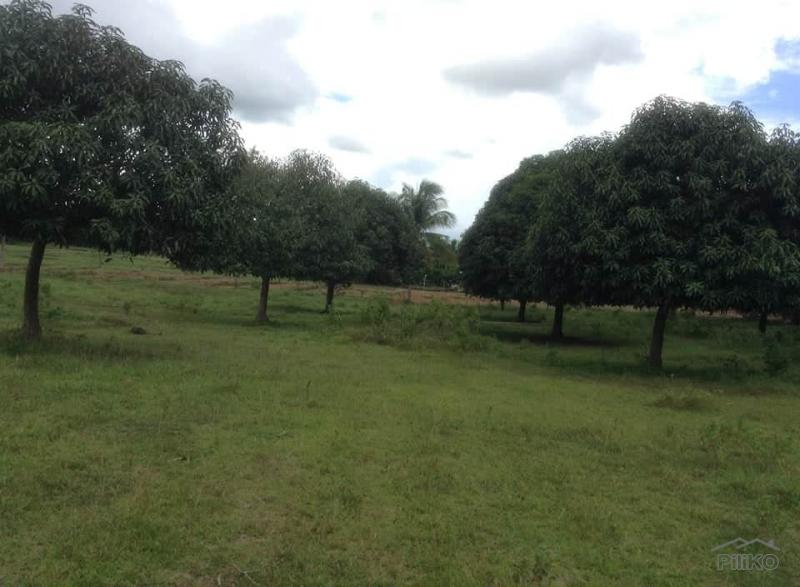 Land and Farm for sale in Ubay - image 9