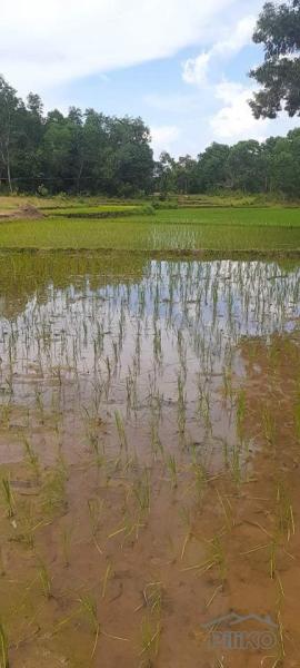 Pictures of Agricultural Lot for sale in Trinidad