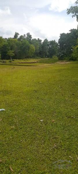 Agricultural Lot for sale in Trinidad - image 3