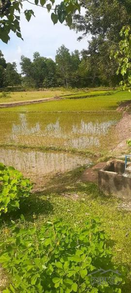 Agricultural Lot for sale in Trinidad - image 4