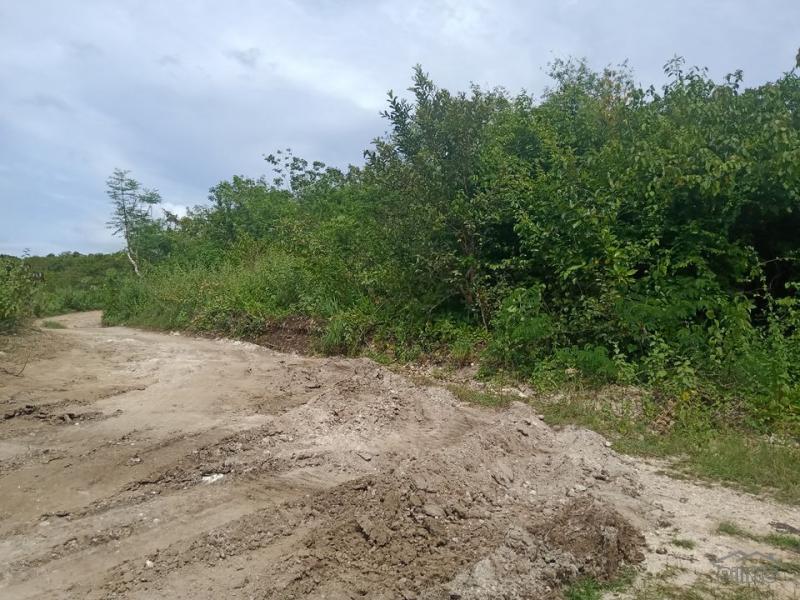 Land and Farm for sale in Bogo - image 2