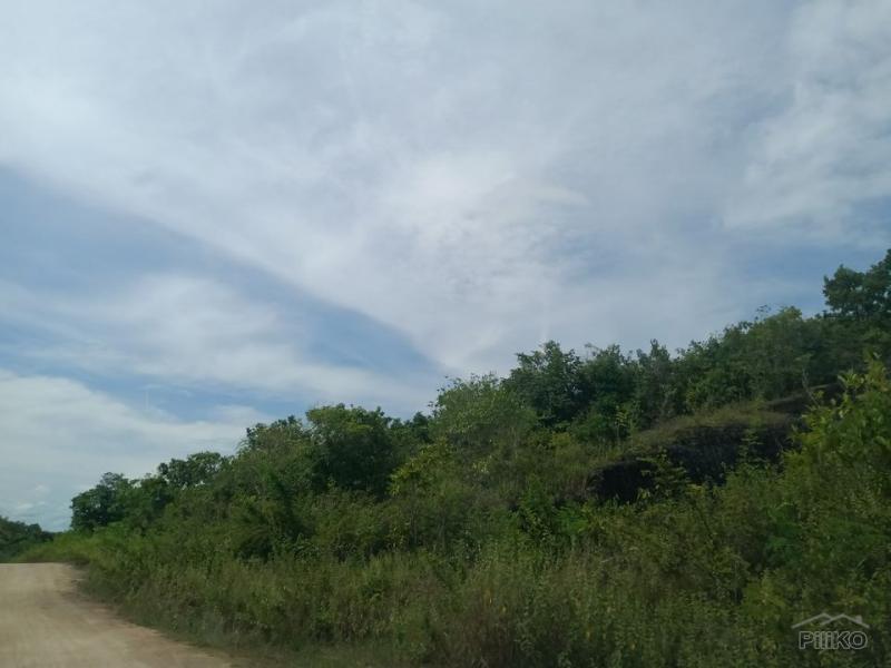 Land and Farm for sale in Bogo - image 3