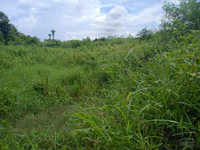 Land and Farm for sale in Bogo in Philippines