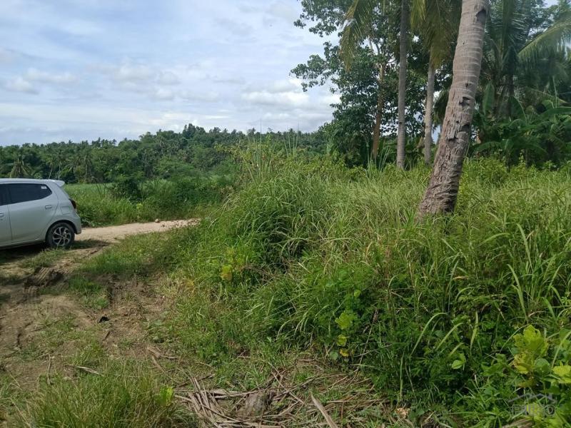 Land and Farm for sale in Bogo - image 2