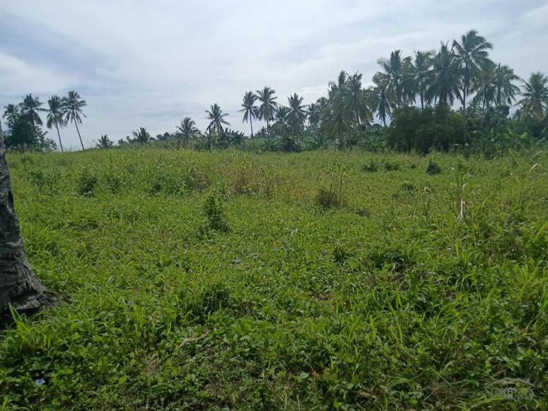 Land and Farm for sale in Bogo - image 4