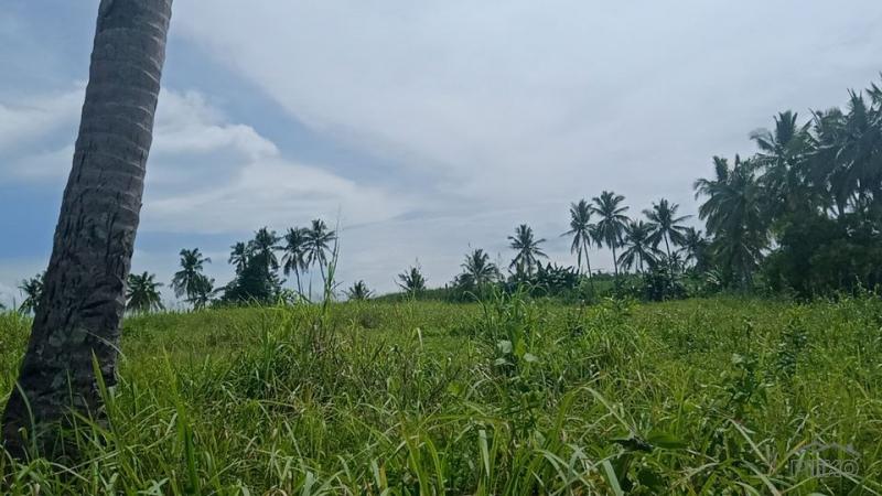 Picture of Land and Farm for sale in Bogo in Cebu