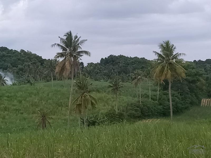 Pictures of Land and Farm for sale in Bogo