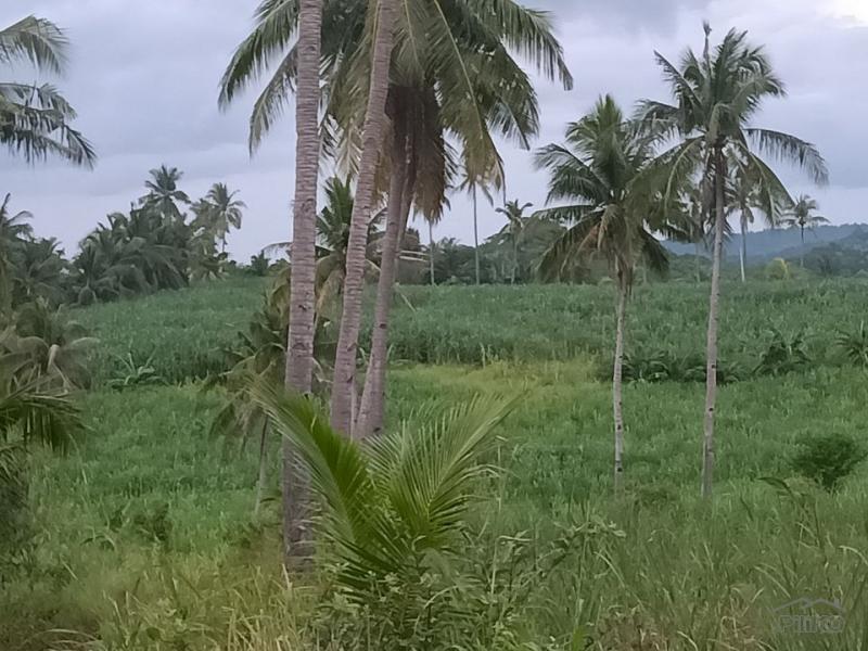 Land and Farm for sale in Bogo - image 2