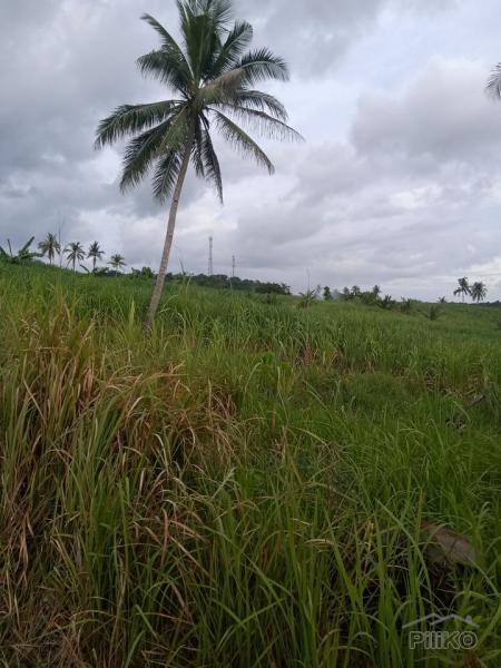 Picture of Land and Farm for sale in Bogo in Cebu