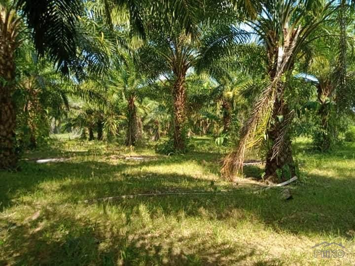 Pictures of Agricultural Lot for sale in Ubay