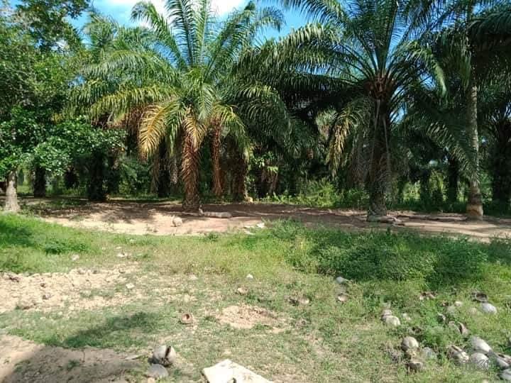 Agricultural Lot for sale in Ubay - image 2