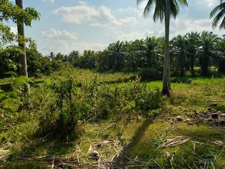 Agricultural Lot for sale in Ubay - image 3