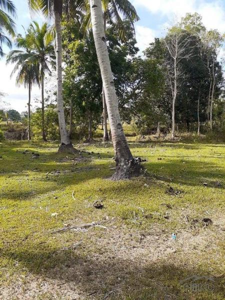 Picture of Land and Farm for sale in San Miguel