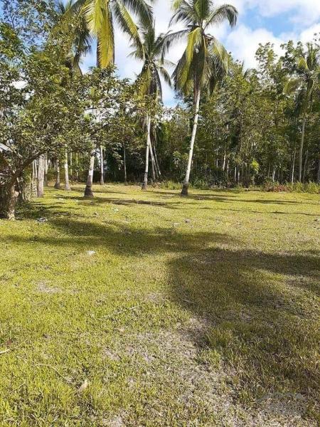 Land and Farm for sale in San Miguel - image 3