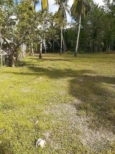 Land and Farm for sale in San Miguel - image 4