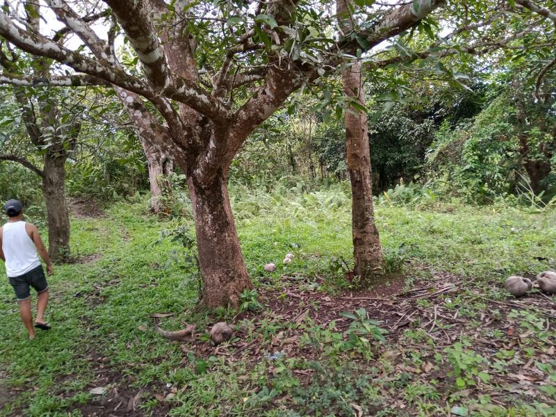 Picture of Land and Farm for sale in Carmen