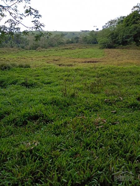Land and Farm for sale in Carmen - image 6