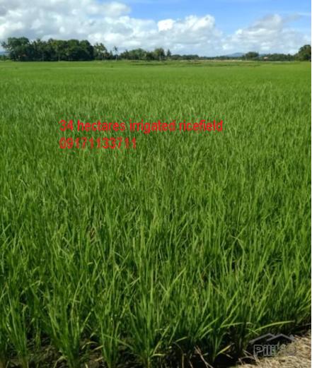 Picture of Land and Farm for sale in Pilar