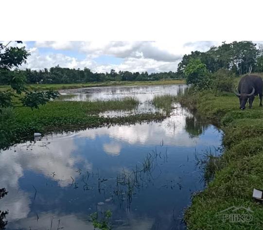 Land and Farm for sale in Pilar in Bohol