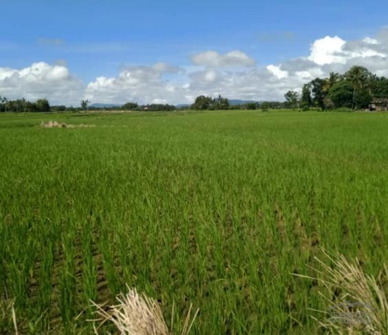 Land and Farm for sale in Pilar in Philippines