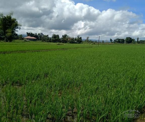 Picture of Land and Farm for sale in Pilar in Bohol