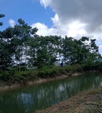 Land and Farm for sale in Pilar in Philippines - image