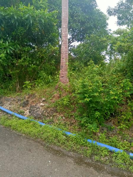 Picture of Land and Farm for sale in Sogod