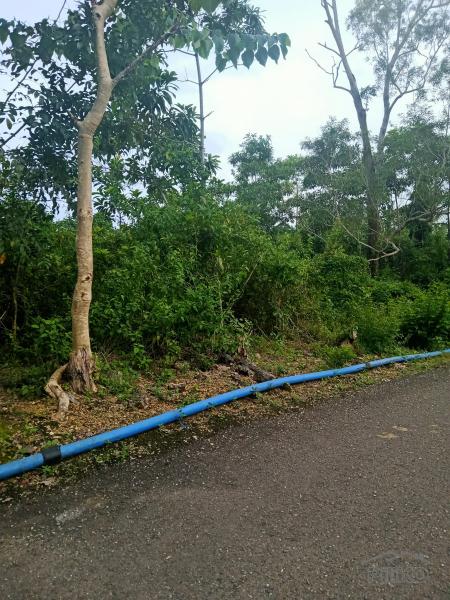 Land and Farm for sale in Sogod