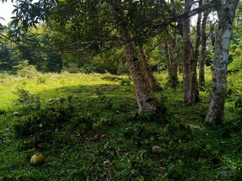 Land and Farm for sale in Bilar