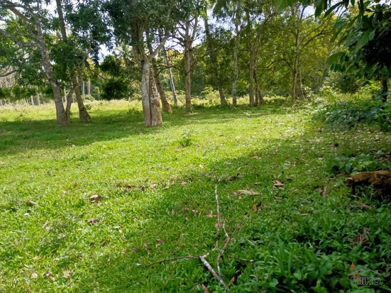Land and Farm for sale in Bilar in Bohol