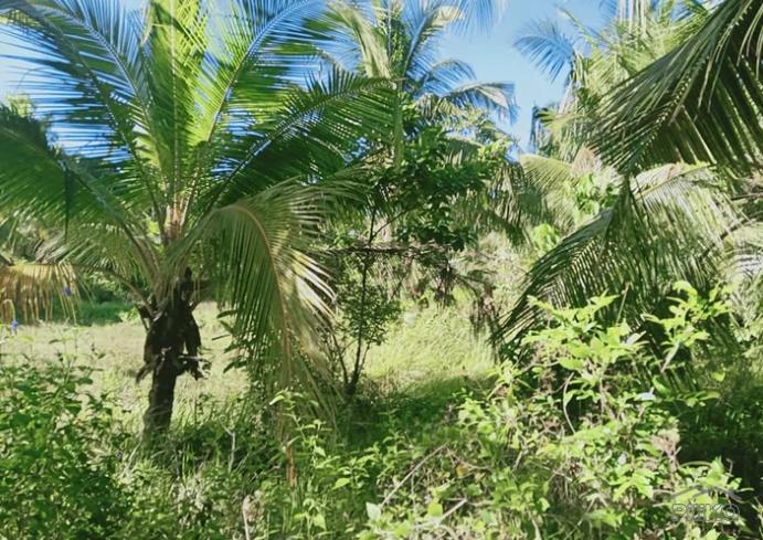 Land and Farm for sale in Talibon - image 2