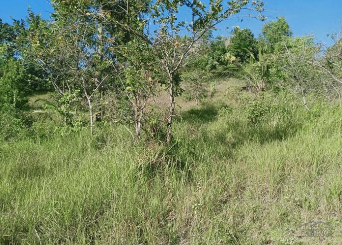 Land and Farm for sale in Talibon in Bohol