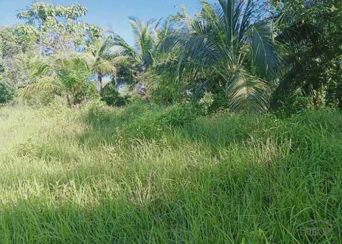 Land and Farm for sale in Talibon in Philippines