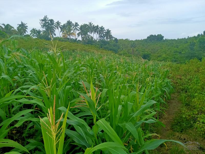 Land and Farm for sale in Sogod - image 10