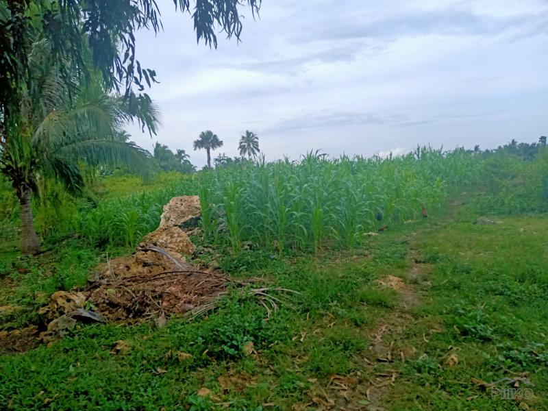 Picture of Land and Farm for sale in Sogod