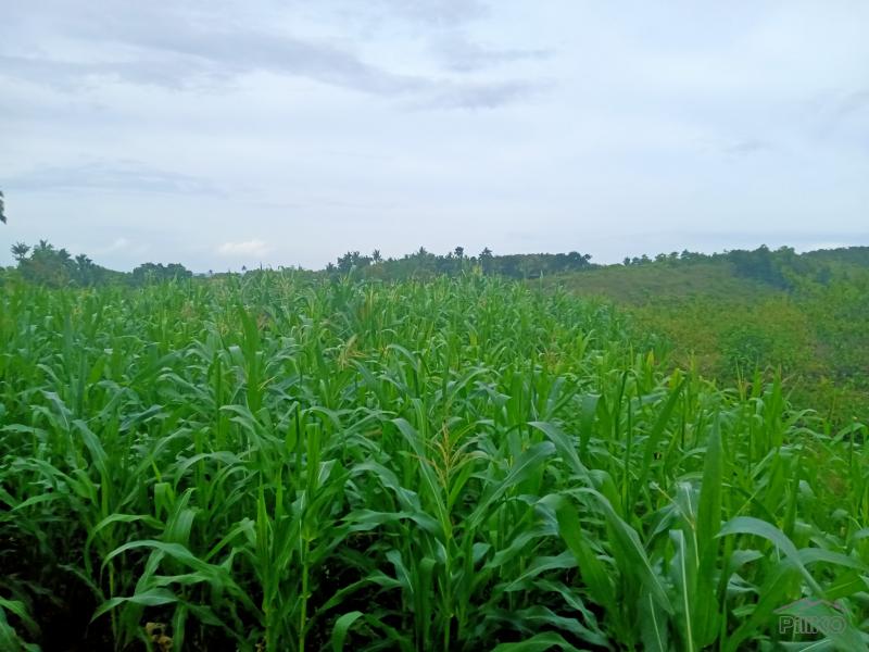 Land and Farm for sale in Sogod in Cebu