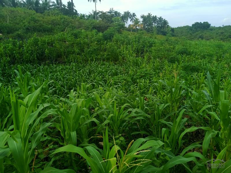 Land and Farm for sale in Sogod in Philippines