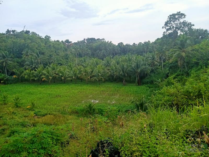 Land and Farm for sale in Sogod - image 5