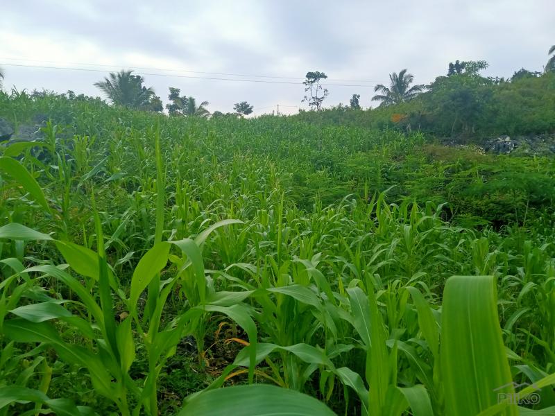 Picture of Land and Farm for sale in Sogod in Philippines