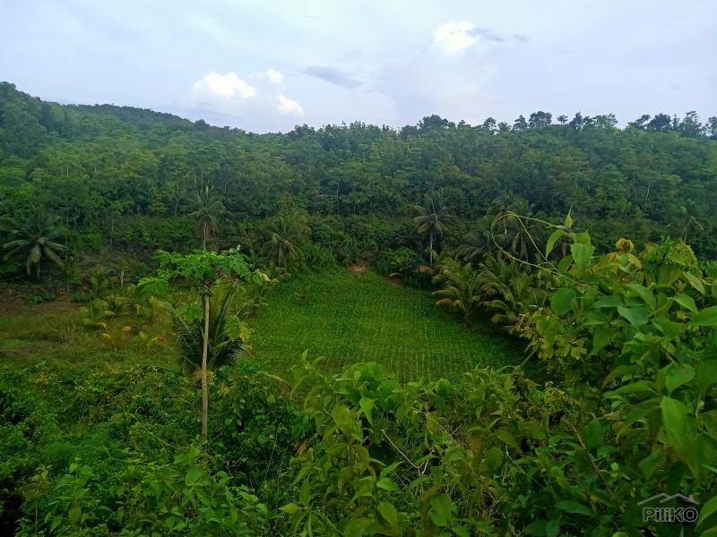 Land and Farm for sale in Sogod in Cebu - image