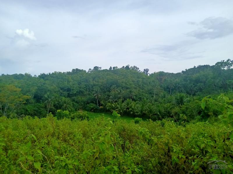 Land and Farm for sale in Sogod in Philippines - image