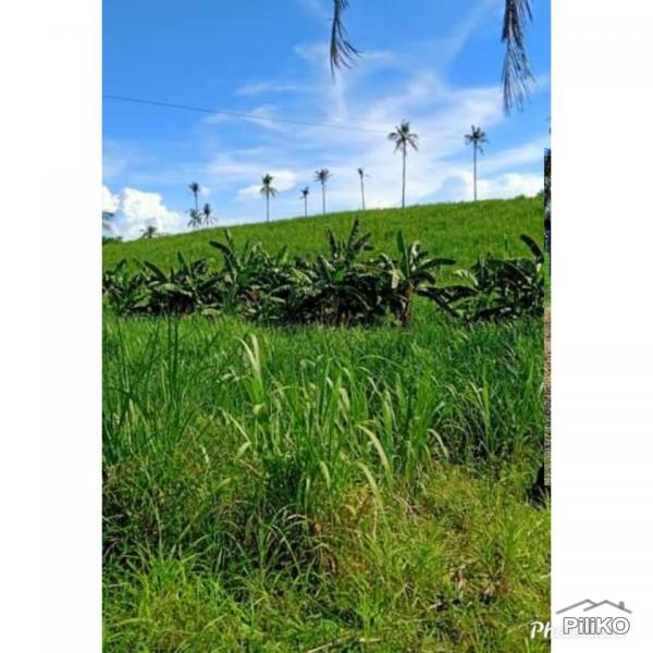Pictures of Agricultural Lot for sale in San Remigio